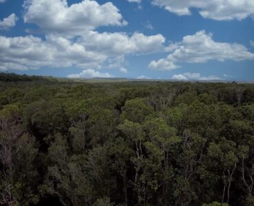 Above tree line, youre in the country here, yet convenient to Keaau & Hilo