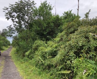 Roadside view towards Laniuma St