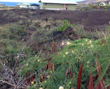 Aoao ave Milolii  South Kona  Hawaii