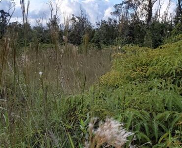 Once a driveway...now mostly tall grass and wild orchids