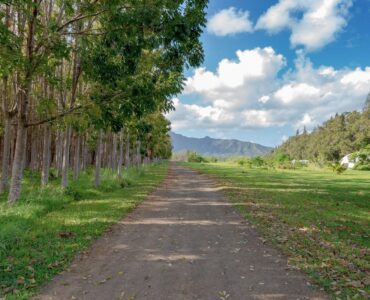 Mahogany Forest