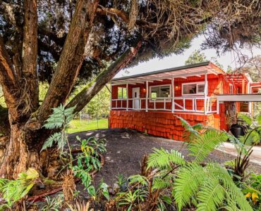 Mature Sugi Pine tree affords shade and privacy