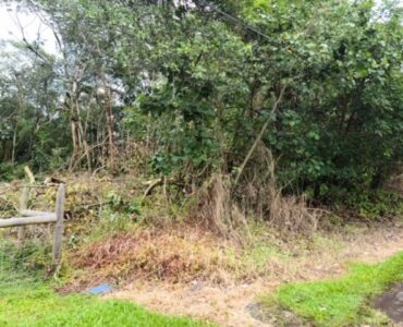 a lot of the large trees have been cut down