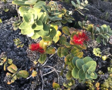 Lehua Flowers abound in the spring time!