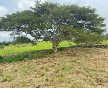 Mauka Monkey Pod Tree