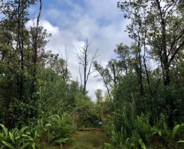 Driveway and cleared house site on forested acre lot